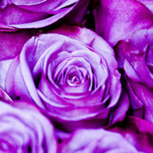 在线ddos网页端